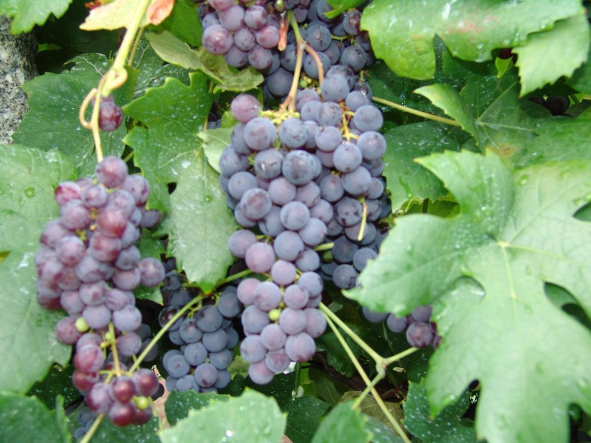 Quinta De Santa Marinha Leilighet Arcos de Valdevez Eksteriør bilde