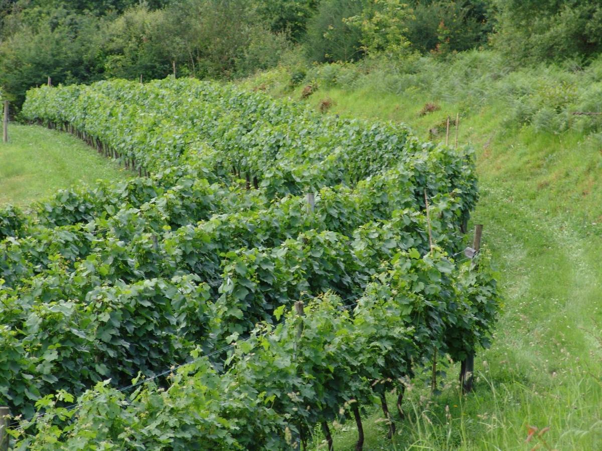 Quinta De Santa Marinha Leilighet Arcos de Valdevez Eksteriør bilde